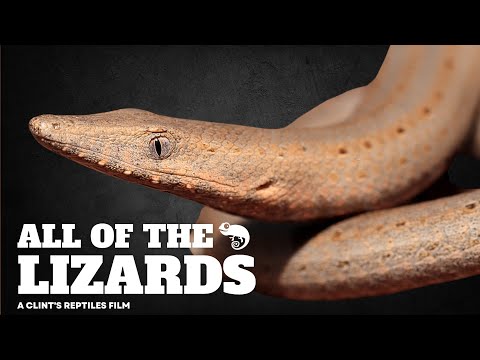 The Most Complete Guide To Lizards and Their Relatives Ever Made!