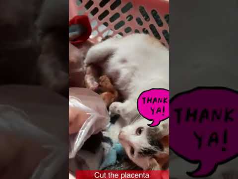 How to help cat give birth - cut kitten placenta #shorts