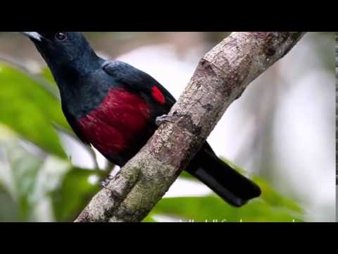 Kepodang Novyj Trend Smotret Onlajn Na Sajte Trendovi Ru