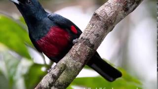 Download lagu Suara Kicauan Kepodang Dada Merah Merdu Sekali mp3