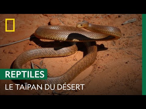 The Desert Taipan, the World's Most Fearsome Venomous Killer