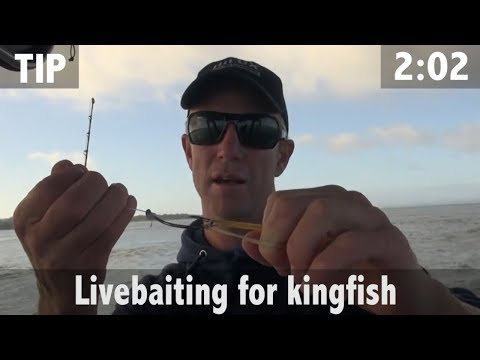 LIVEBAITING FOR KINGFISH