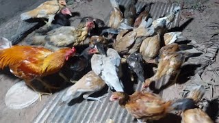 ដាក់ចំណីឲ្យសុីពេលយប់/ feed chicken