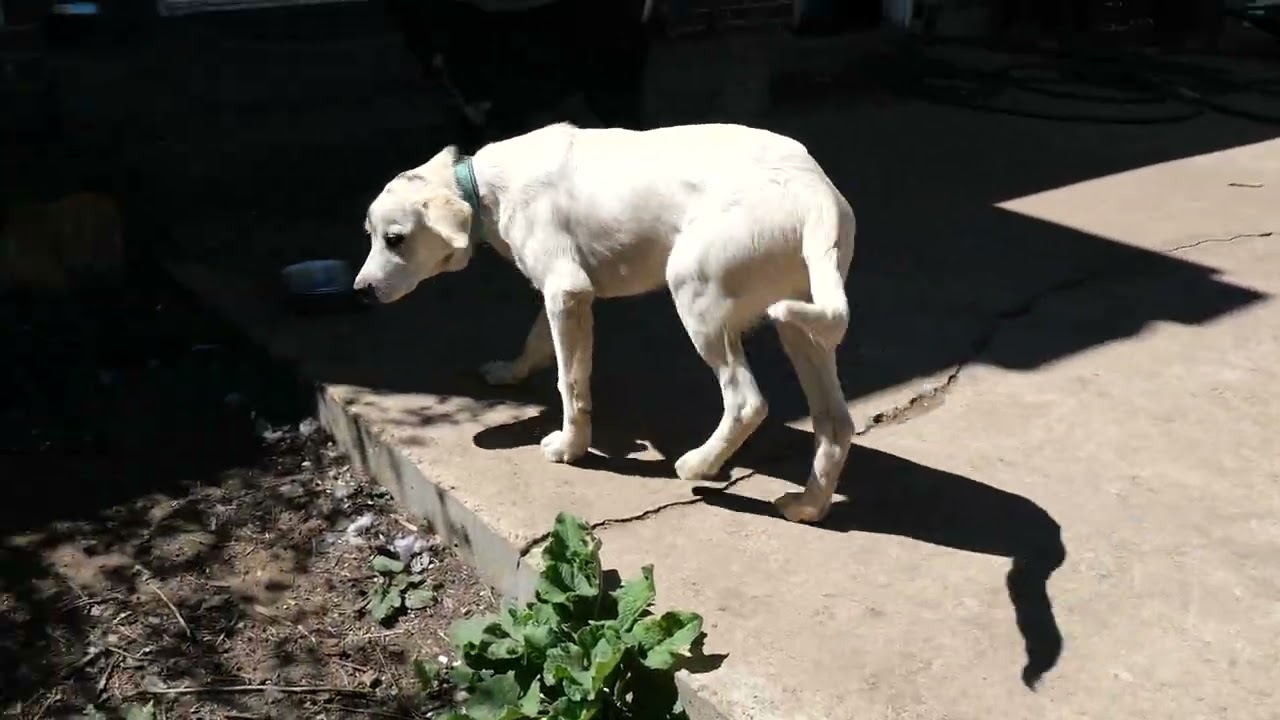George, a Adoptable mixed breed in Boulder, CO video 6/6