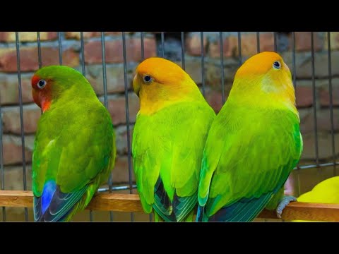 Cute Lovebird Chirping: 2 Hours of Relaxing Parakeet Sounds to Reduce Stress-Singing Love Birds