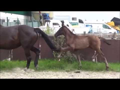 *2016 Hengstfohlen von Le Vivaldi / K2 - SOLD!!!