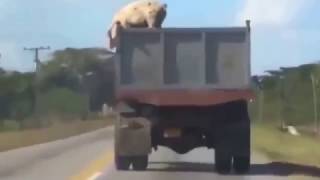 Побег свиньи прямо из грузовика Такого вы точно не видели Pig jump from truck
