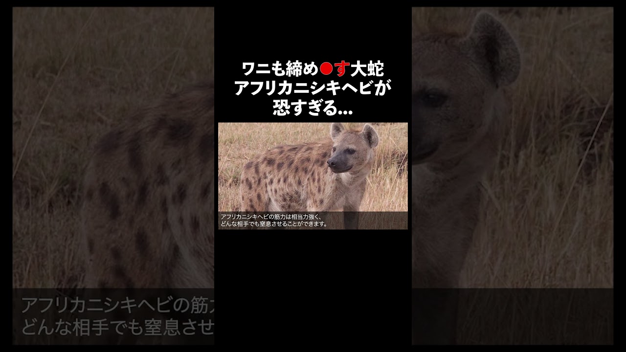 アフリカニシキヘビ #蛇 #生態解説 #雑学