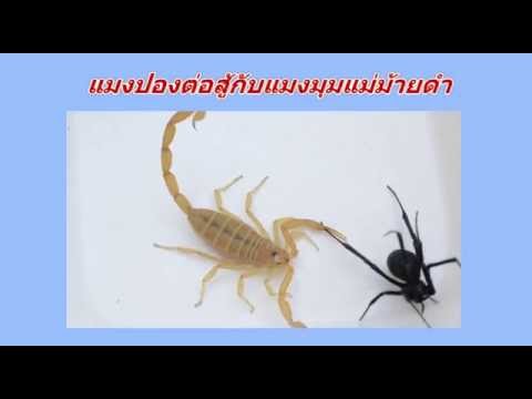พรูกับภาพยนตร์ค้อน วิธีที่ดีที่สุดเพื่อเพิ่มความแข็งแรง
