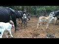 Tirando Leite Das Vacas No Curral Pela Manhã E Os Bezerros Mamam Felizes Seção Mamação