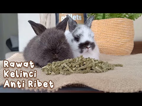 , title : 'CARA MERAWAT KELINCI ANAKAN ALA HOKA RABBIT'