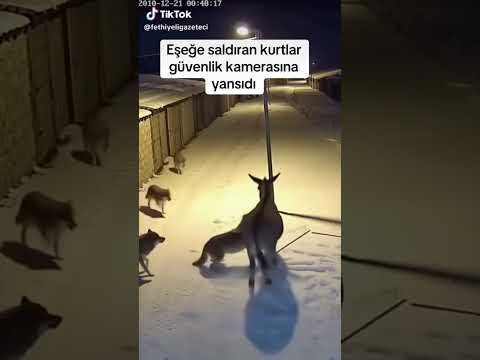 Eşek kurtlarda kurtulcakmi #kurt #çakal #kangal #melinos