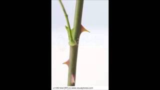 "the Rose"  String Trio with Bass No .1