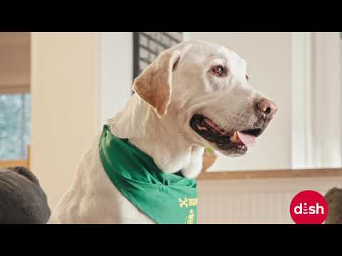 The DVR from DISH is Your Home's MVP | Puppy Bowl 2019