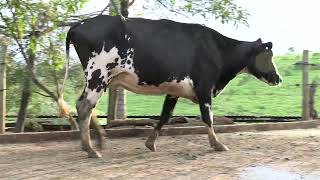 Vídeo 41 - 1º LEILÃO ANUAL SITIO TIMOTEO | VACAS 3/4 E 7/8