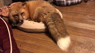 Tod the Red Fox wagging his big beautiful tail
