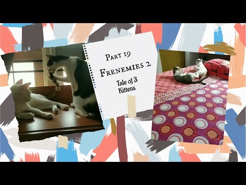 Tale of 3 kittens | Part 19- Frenemies 2