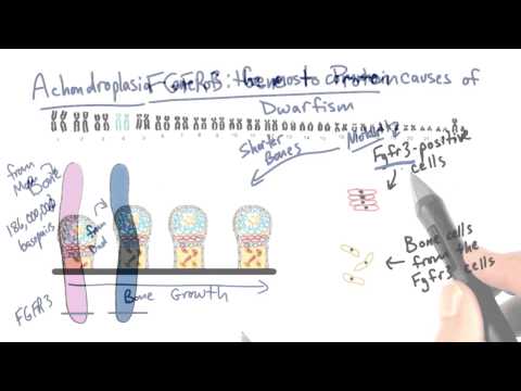 FGFR3 - Tales from the Genome