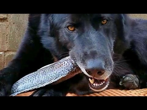 This Is What Happens When You Feed RAW Fish To Dogs!!!