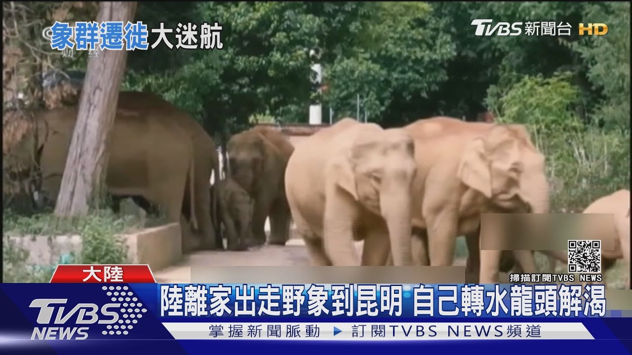 陸離家出走野象到昆明 自己轉水龍頭解渴