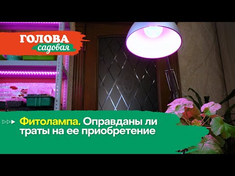 Голова садовая - Фитолампа. Оправданы ли траты на ее приобретение