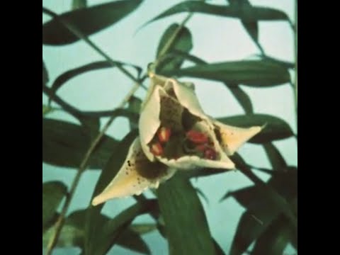 Green Dolphin Street / Album: PROJECTIONS by ILIJA NIKOLIC