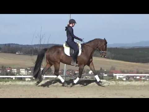 9 Jähriger Westfalen Wallach