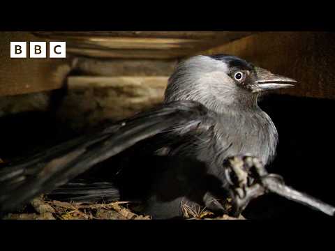 🔴 LIVE wildlife cameras 🌿 6 June 🐦 BBC Springwatch 2026