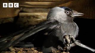 🔴 LIVE wildlife cameras 🌿 6 June 🐦 BBC Springwatch 2026