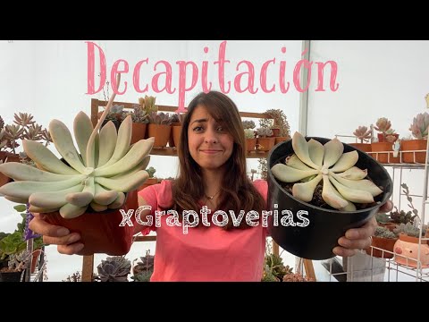 Decapitación a xGraptoverias