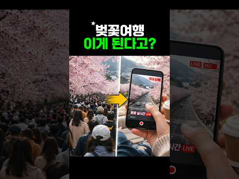 봄의 꽃, 벚꽃 여행: 실시간으로 벚꽃 명소 확인하기
