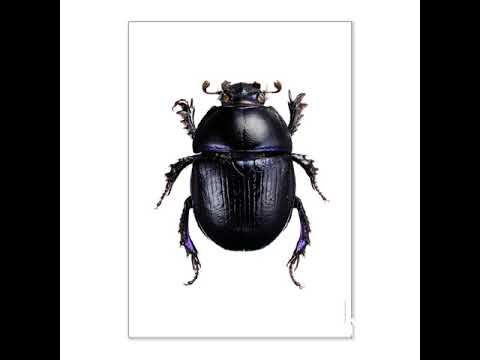 Shimic - Akrm x 6tème x BaB