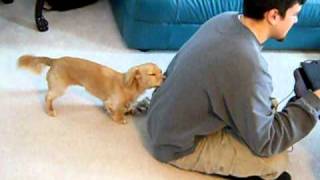 Daschund Puppy Trying To Get Attention