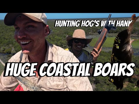 Massive Western Cape York Boars!