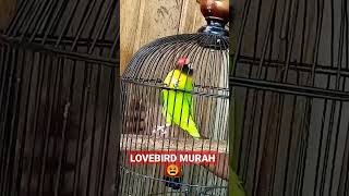 Download lagu Lovebird Ini Harga nya stabil tidak turun drastis Jenis Dakori Grade A super mp3