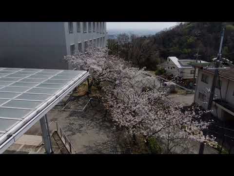 桜と大学