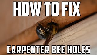 How To Fix Carpenter Bee Holes
