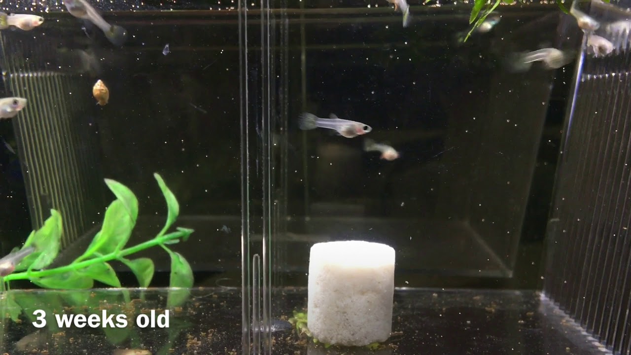 Guppy Fry • Care Guide (Tank Mates, Aquarium Setup & Diet)