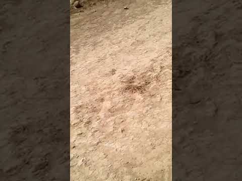 Tractor Lui Negrea de la vîrtop dolj