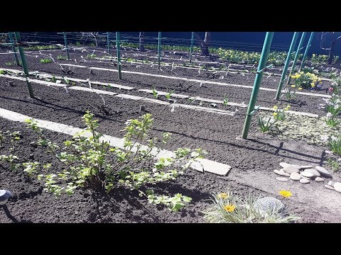 Первые весенние работы в саду, что уже сделано Обзор сада