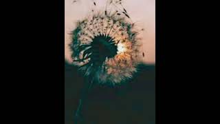 Download lagu Maafkan Aku Jika Kau Kecewa | Story Wa Rossa Pudar mp3