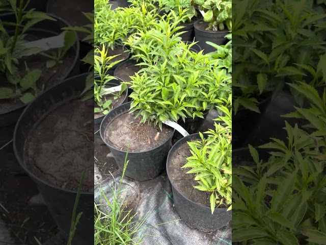 Форзиция темно-зеленая "Citrus swizzle”