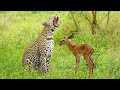 The Leopard And The Lamb