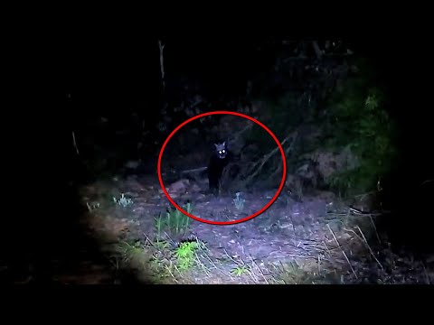 A LEGENDARY WEREWOLF APPEARS IN FRONT OF EVERYONE! (Chamos Supernatural Search)