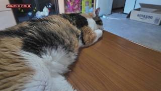 三毛猫フミちゃん　 LIVE配信#2　2026年7月10日　calico cat　(LIVE stream)