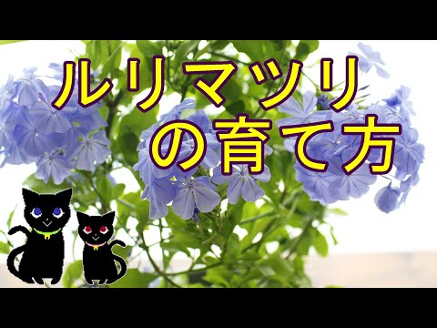 レスケレラについて詳しく解説