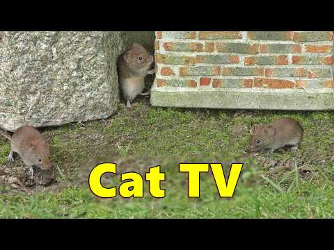 Mice for Cats to Watch ~  Ally Mice for Ally Cats