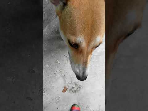 A day with Youtube assistant and her dogs