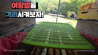 여왕벌을 격리시켜야 꿀을 채취 할 수있다!? 여왕벌 1층에 가두기!
