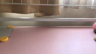 持ってるスクイーズ紹介！